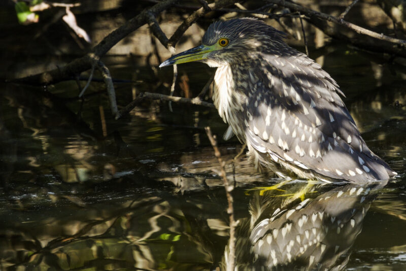 Bihoreau gris juvénile